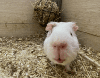 *Курортный комплекс "Tulip Inn Sofrino Park Hotel"