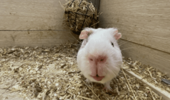 *Курортный комплекс "Tulip Inn Sofrino Park Hotel"