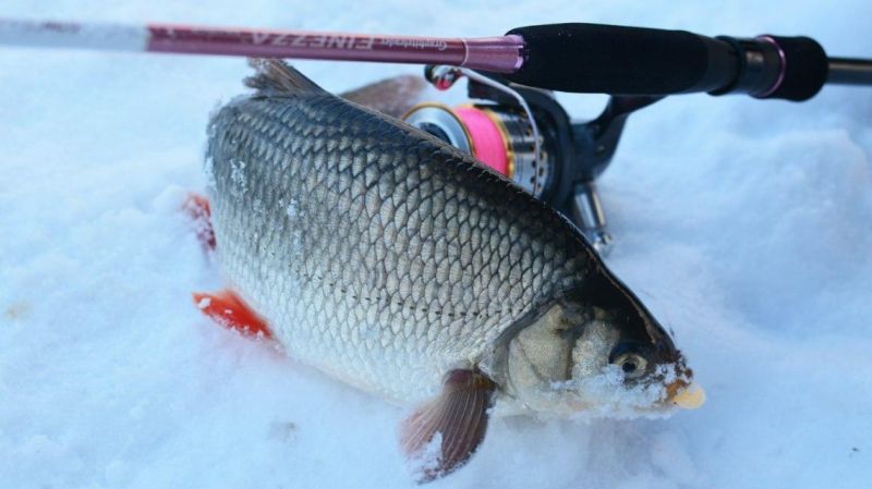 *Курортный комплекс "Tulip Inn Sofrino Park Hotel"